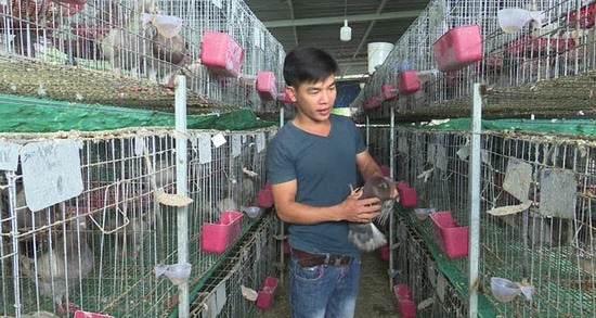 Anh Hồ Minh Hoàng bên mô hình nuôi chim bồ câu Pháp của gia đình