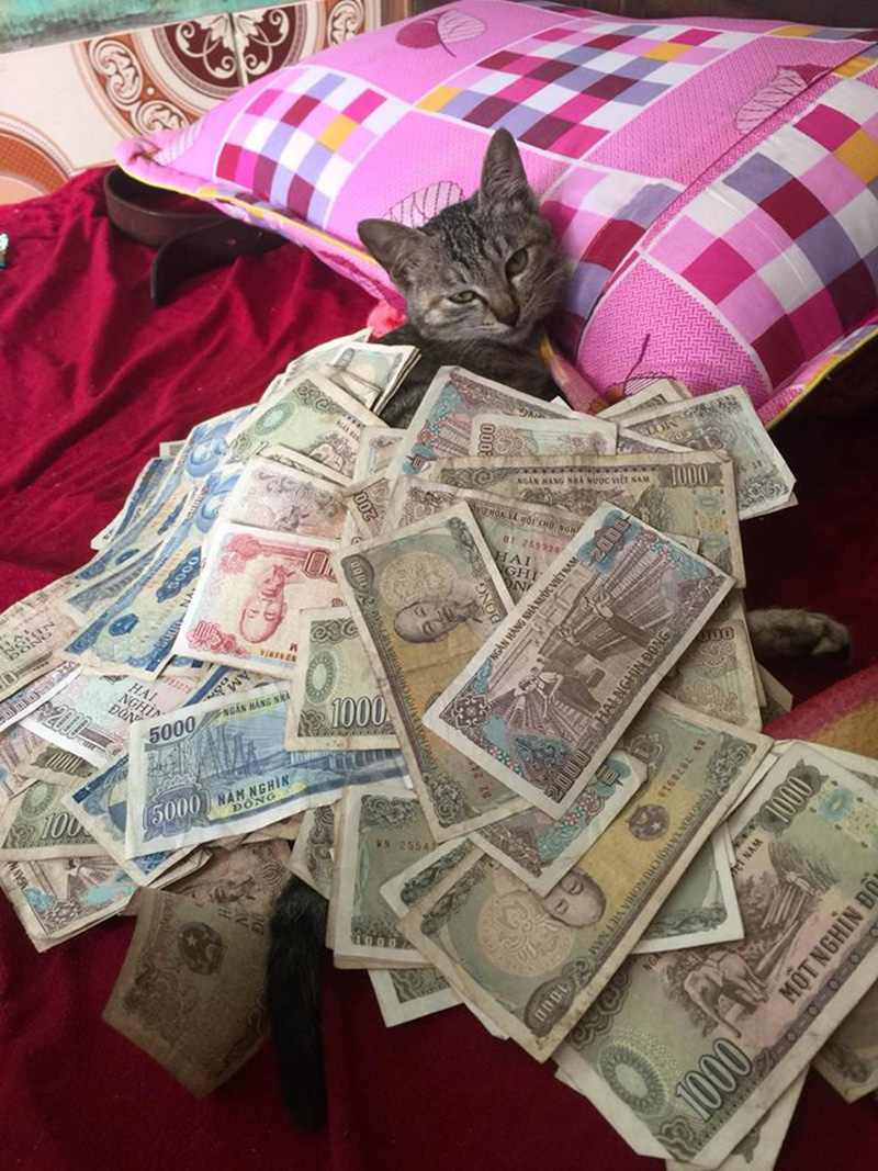 Ảnh Nhiều Tiền Lẻ Đè Lên Boss Mèo