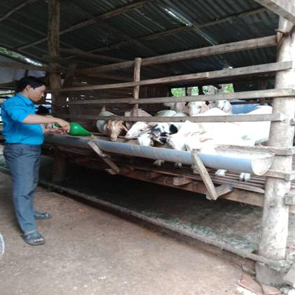 Anh Trịnh Hoài Đang chăm sóc đàn dê của mình