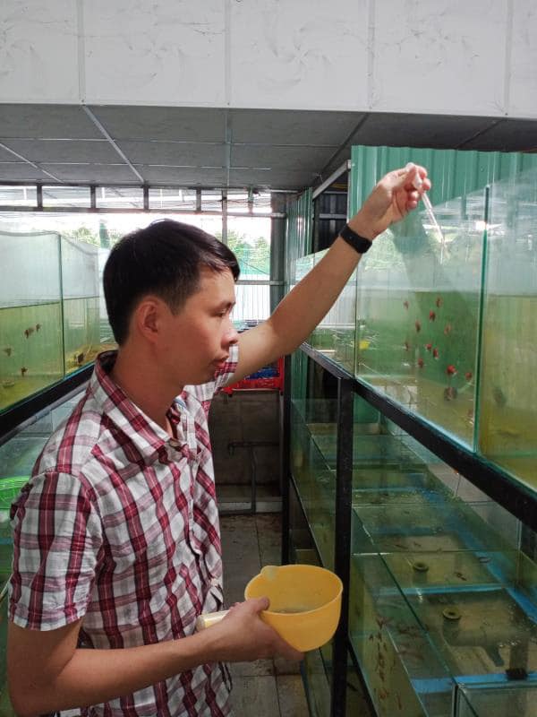 Chàng nông dân trẻ Nguyễn Thanh Huyền chăm sóc đàn cá bảy màu.
