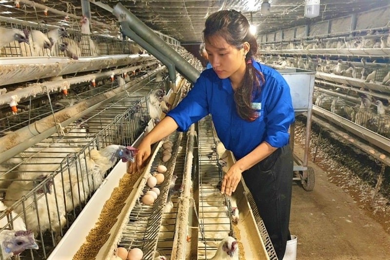 Chị Nhân khởi nghiệp thành công với mô hình nuôi gà ác, mỗi năm thu nhập hơn 200 triệu đồng.