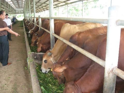 Khi chọn bò giống phải chọn bò mập mạp, lưng bò rộng để nuôi
