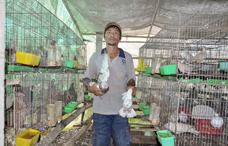Mô hình nuôi chim bồ câu của chú Hy cho hiệu quả kinh tế cao