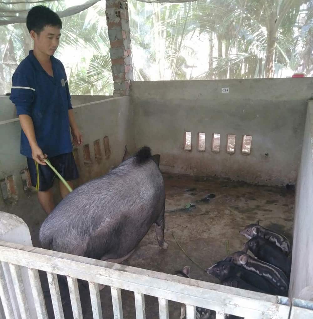 Mô hình nuôi heo rừng đã giúp gia đình anh Hà Quốc Ninh nâng cao thu nhập, cải thiện cuộc sống