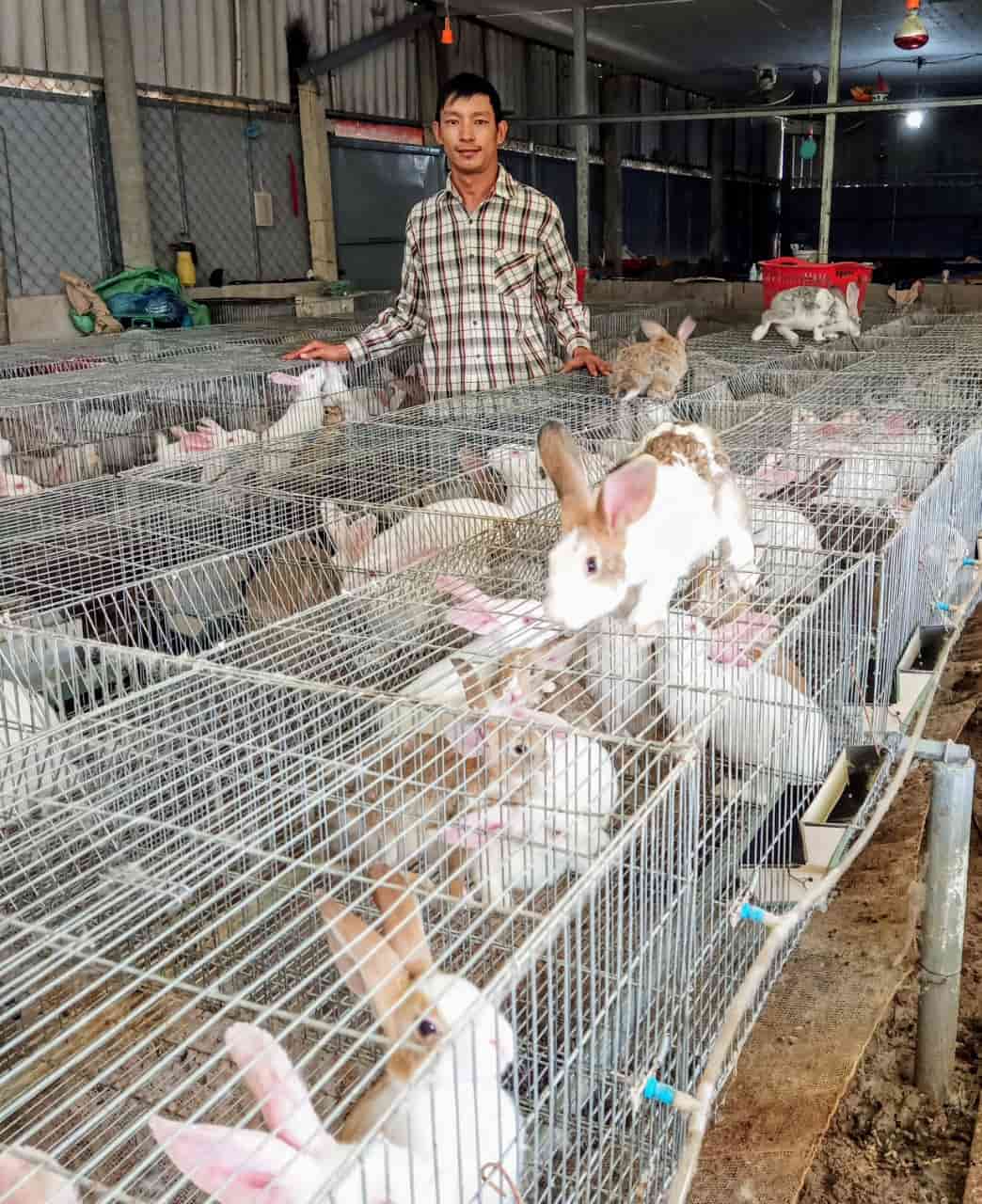 Mô hình nuôi thỏ của anh Nguyễn Văn Phúc bước đầu mang lại hiệu quả kinh tế khả quan