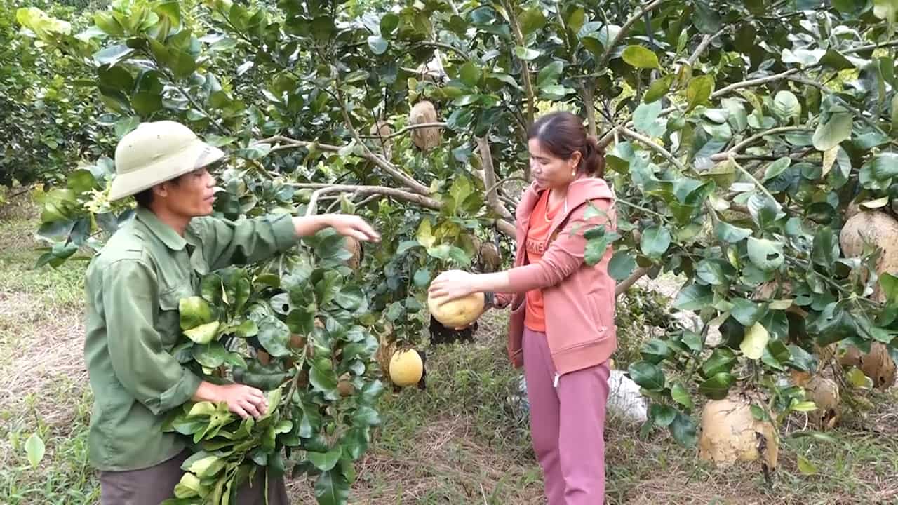 Mô hình trồng cây ăn quả của gia đình anh Nguyễn Đăng Luân, chị Lê Thị Hiền