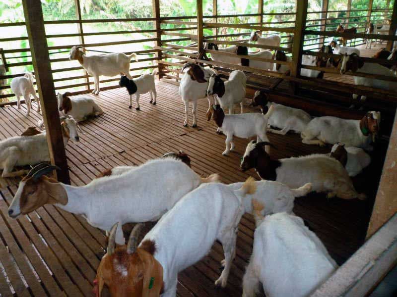 Nhờ chăm sóc tốt nên đàn dê của gia đình ông Bền ngày càng tăng đàn và cho hiệu quả kinh tế cao