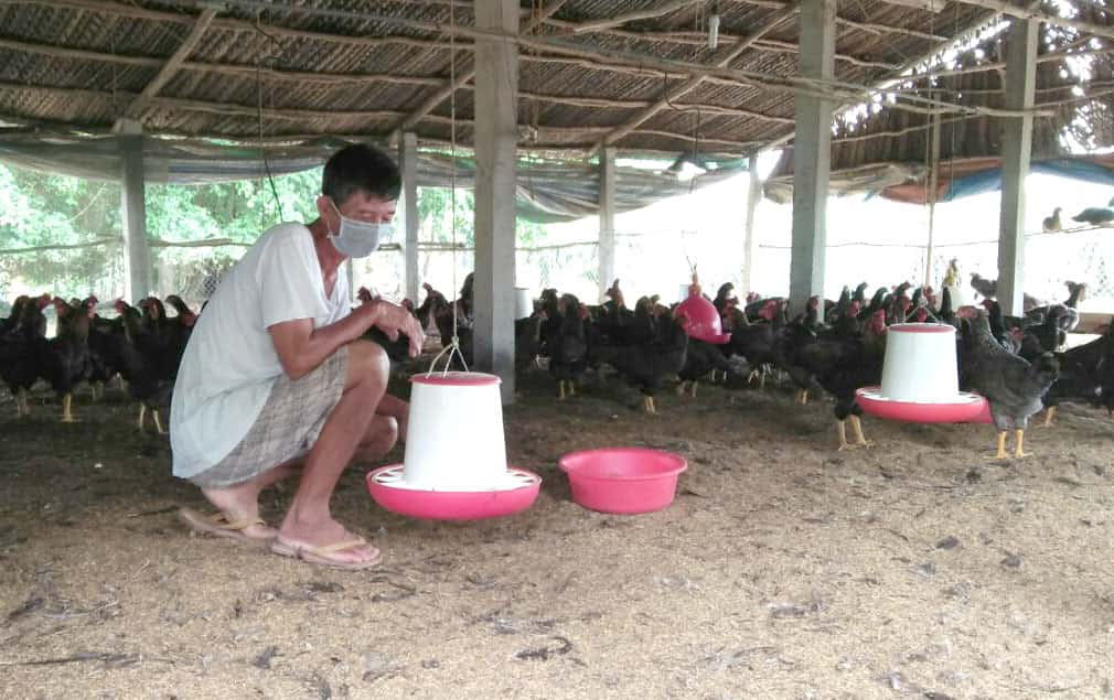 Ông Trần Văn Sang chăm sóc trang trại gà của mình