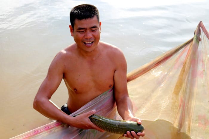 Theo ông Thinh, đàn cá được nuôi bằng thức ăn tự nhiên nên năm nào cũng không cung cấp đủ cho thị trường.